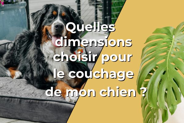 Quelles dimensions choisir pour le couchage de mon chien ?