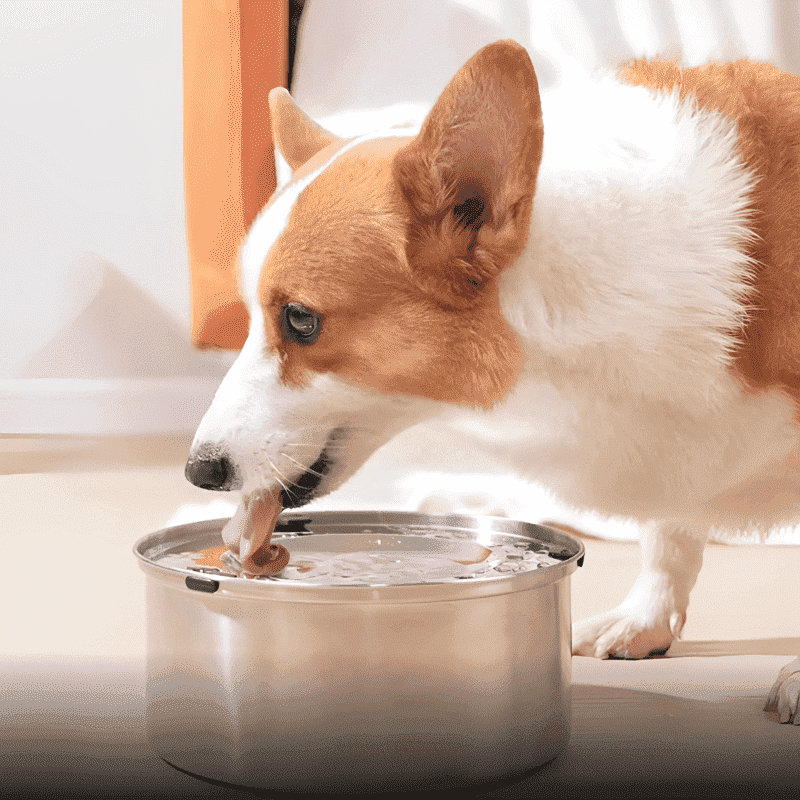 abreuvoir chien Slowly pratique