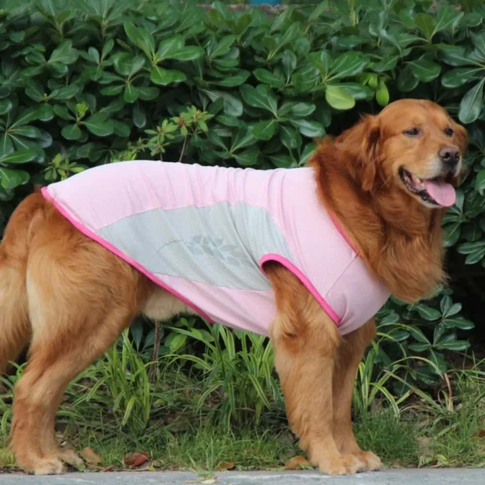accessoire pour chien Garment léger