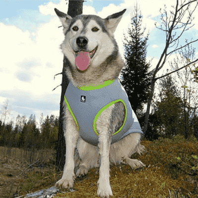 accessoire pour chien confortable FreshBody