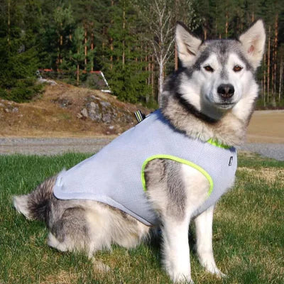 accessoire pour chien esthetique FreshBody