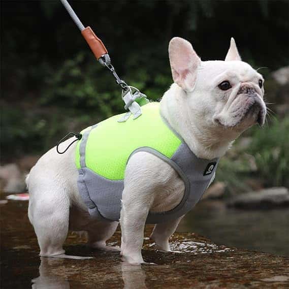 accessoire pour chien gilet rafraichissant VestFresh confortable