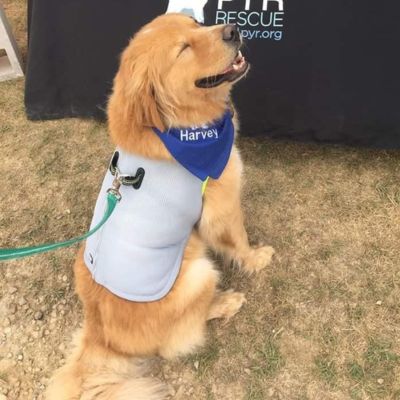 accessoire pour chien rafraichissant FreshBody