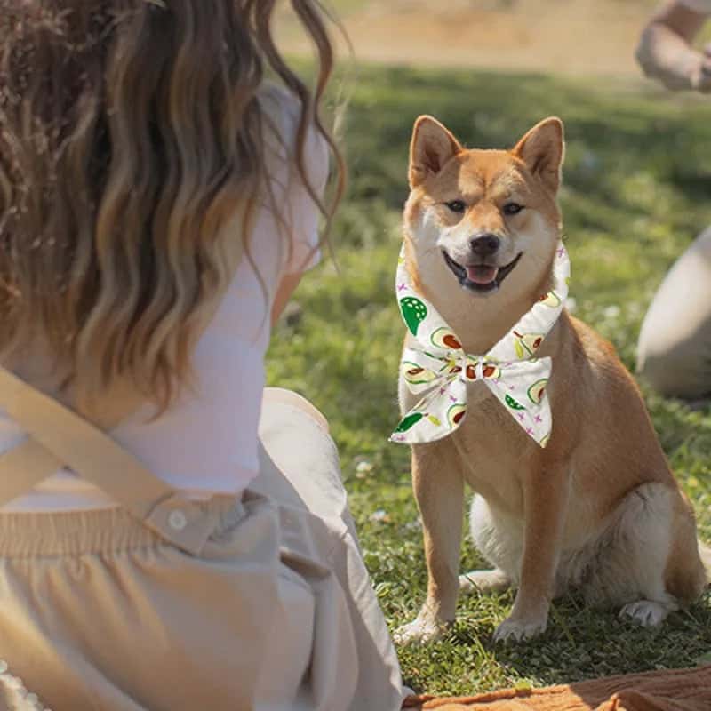accessoire pour chien rafraichissant esthetique