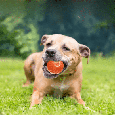 balle pour chien PetBal stimule l intelligence