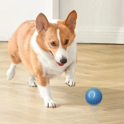 balle pour chien PetBall