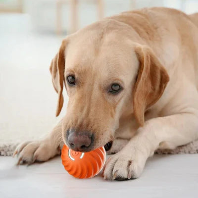 balle pour chien drĂŽle PetBall