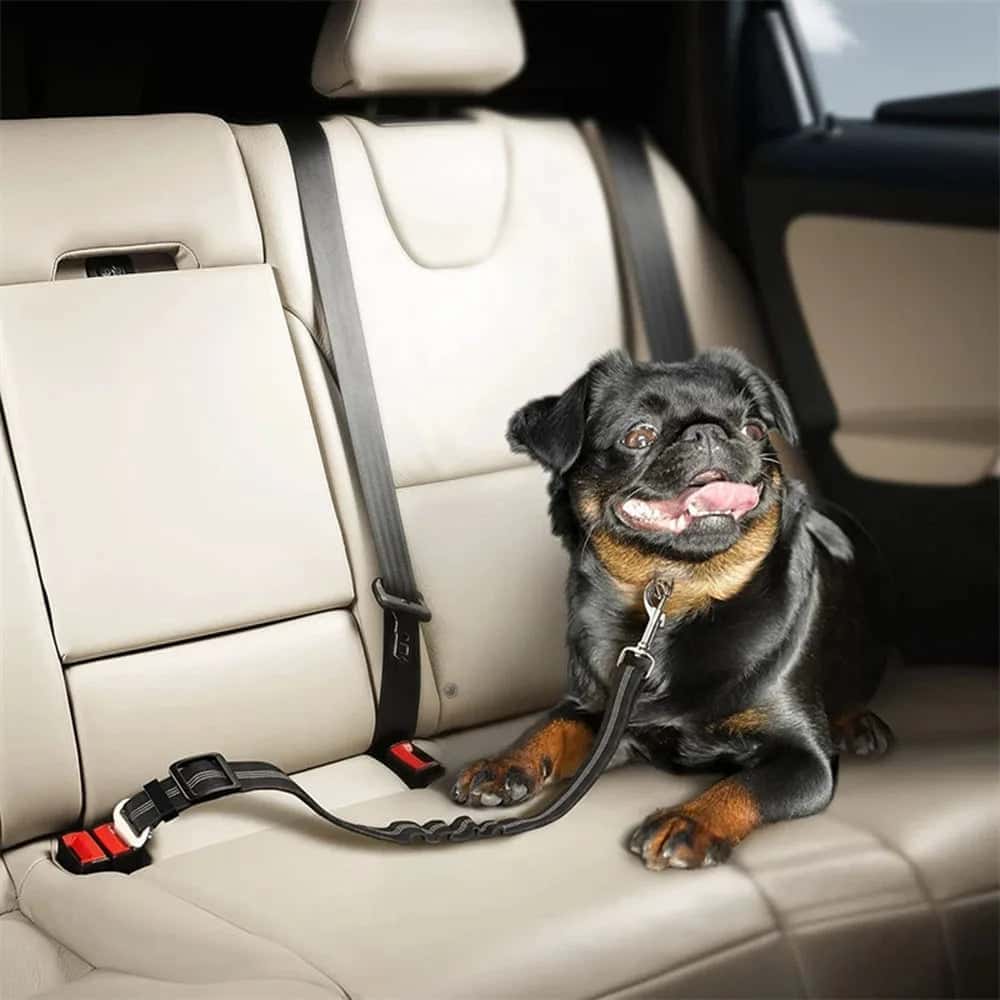 ceinture de sécurité pour chien Jasy amortissante