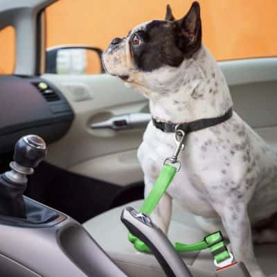 ceinture de sécurité pour chien Jasy