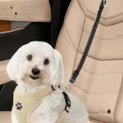 ceinture de sécurité pour chien safety
