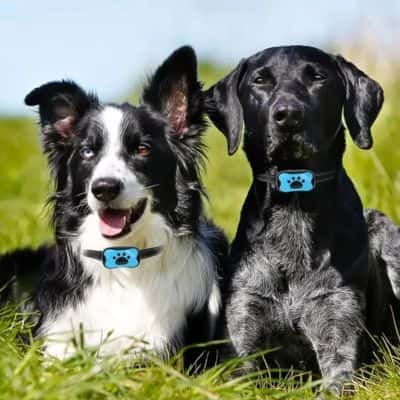 collier anti aboiement pour chien collar sans danger