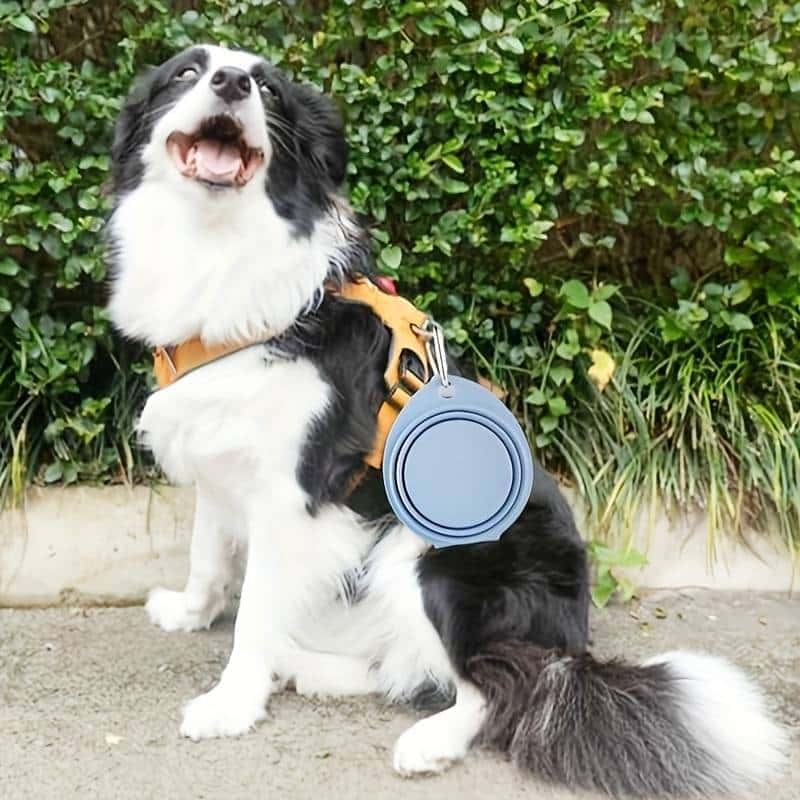 gamelle chien Cup