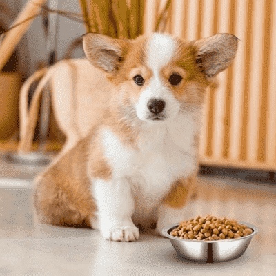 gamelle chien messpet acier inoxydable