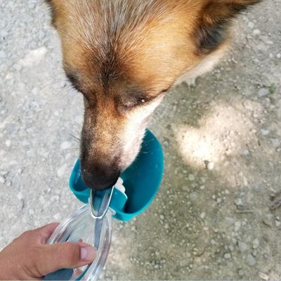 gourde pour chien BottleDog pliable