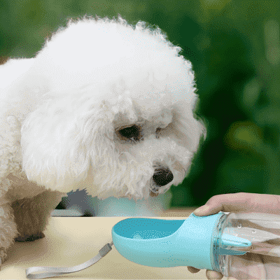 gourde pour chien GourdDog bleu