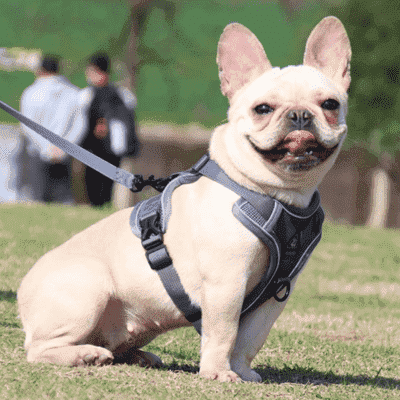 harnais anti traction chien Harness gris
