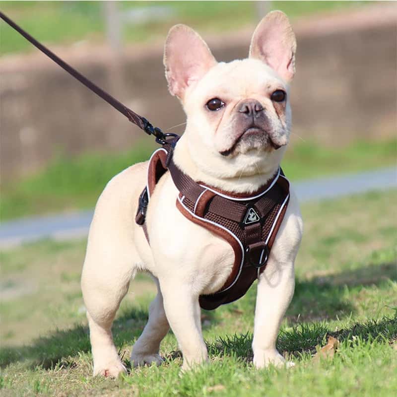 harnais anti traction chien Harness marron