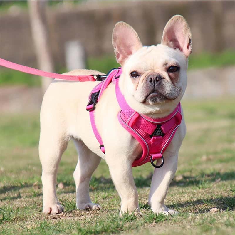 harnais anti traction chien Harness rose