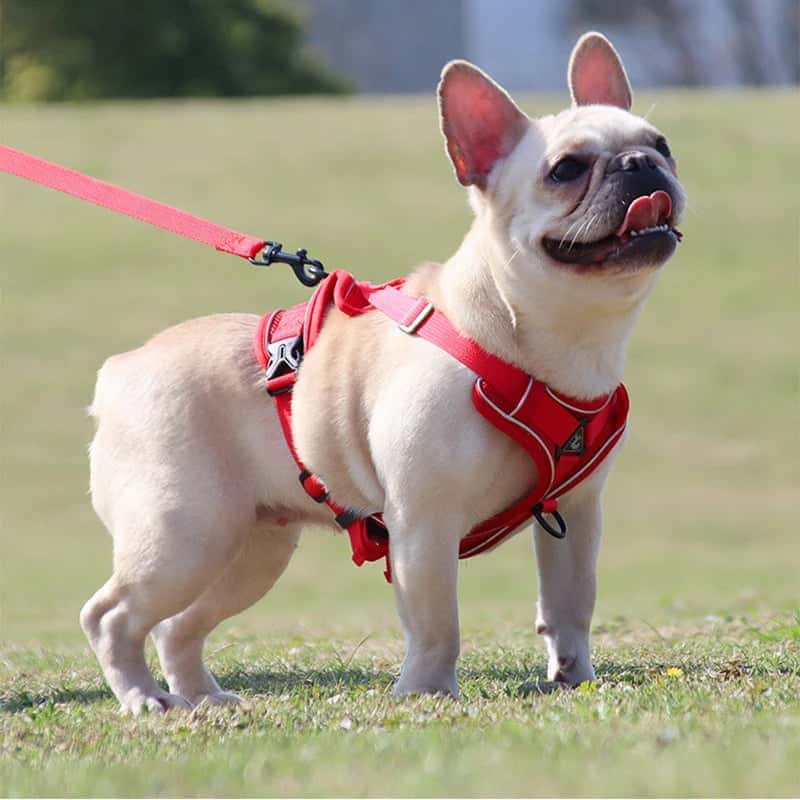 harnais anti traction chien Harness rouge