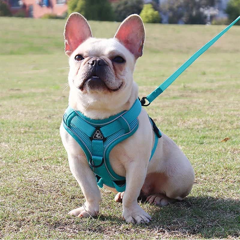 harnais anti traction chien Harness vert