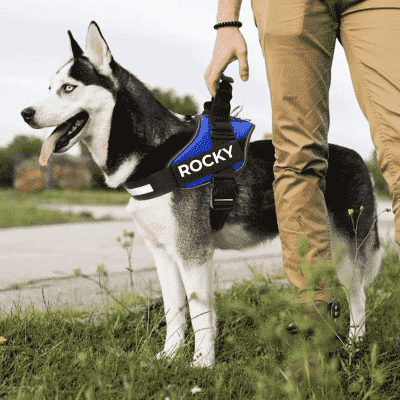 harnais chien DogHarness personnalisable