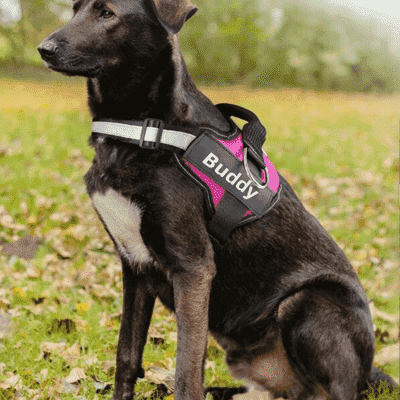 harnais chien DogHarness rose