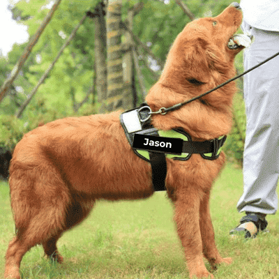 harnais chien DogHarness vert