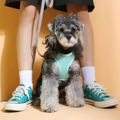 harnais chien Puly esthétique