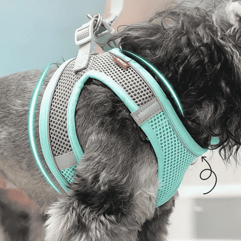 harnais chien Puly vert