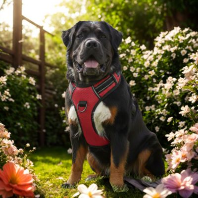 harnais pour chien lumineux rouge