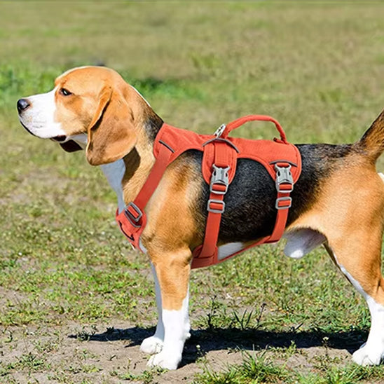 Harnais pour chien | Modo