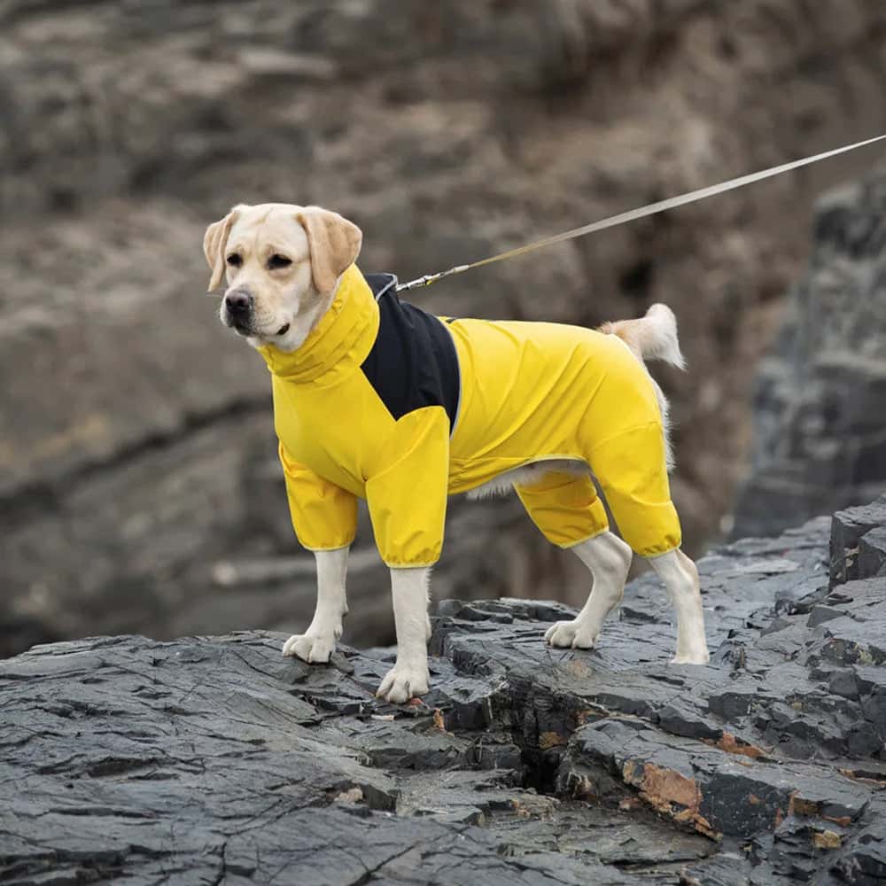 impermeable chien joli RaincoatPet