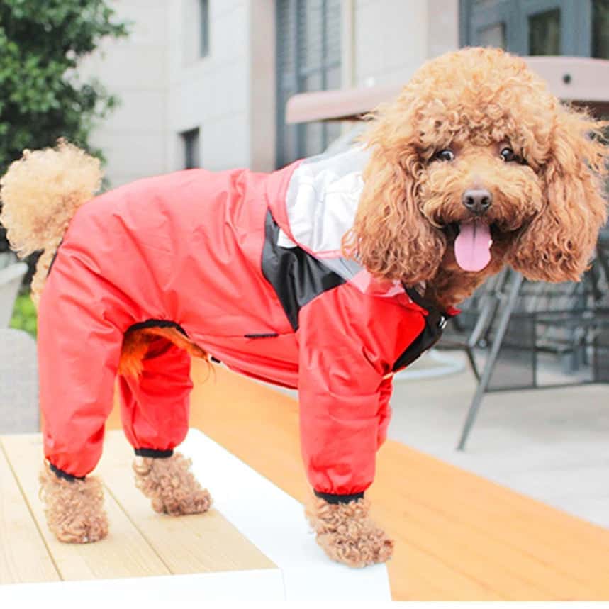 impermeable-pour-chien-esthetique