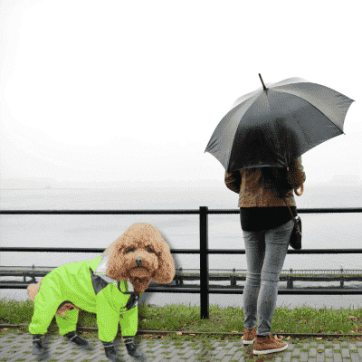 impermeable-pour-chien-vert