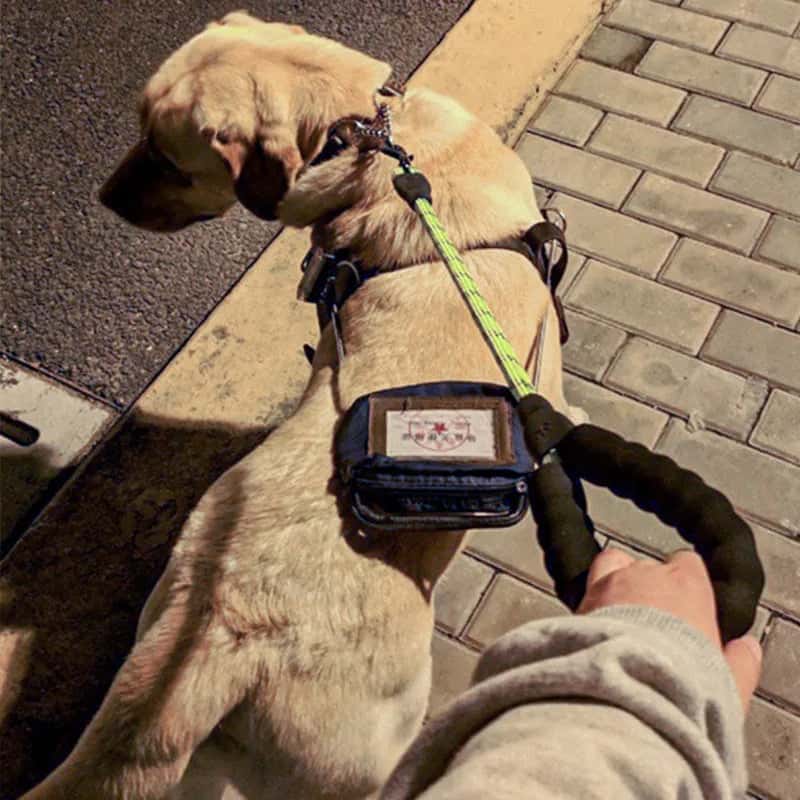 laisse pour chien d entrainement DogLeash