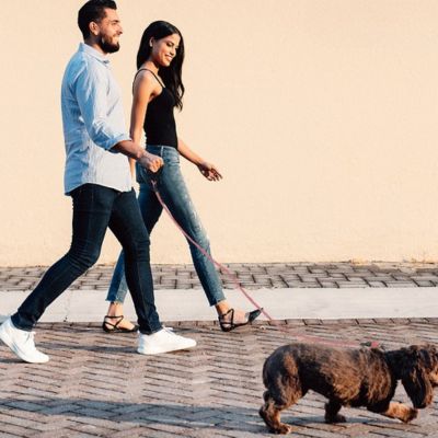laisse pour chien durable LeashPet