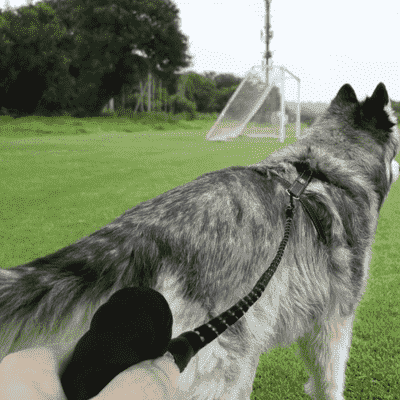 laisse pour chien esthetique DogLeash