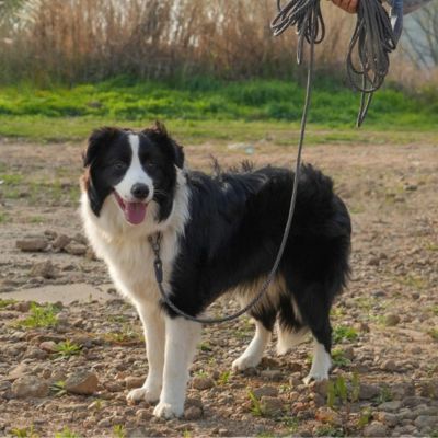 laisse pour chien haute qualité LeashPet