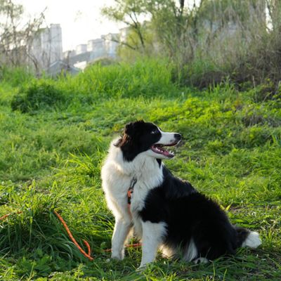 laisse pour chien resistante LeashPet