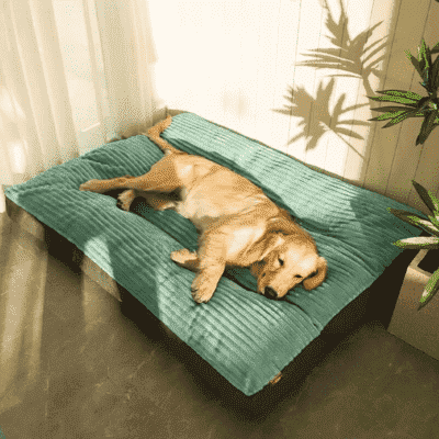 lit pour chien WideBed