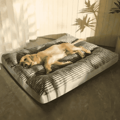 lit pour chien gris WideBed