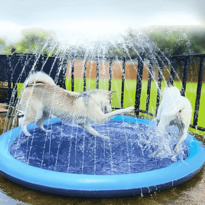 piscine-pour-chien-avec-jets
