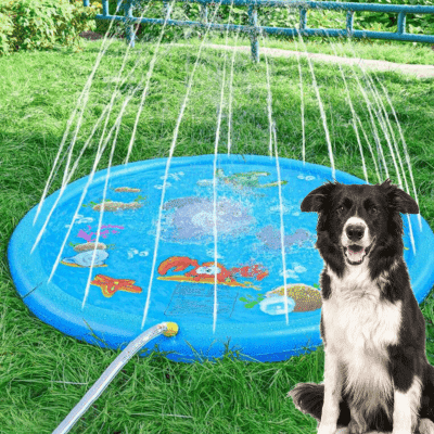 piscine-pour-chien