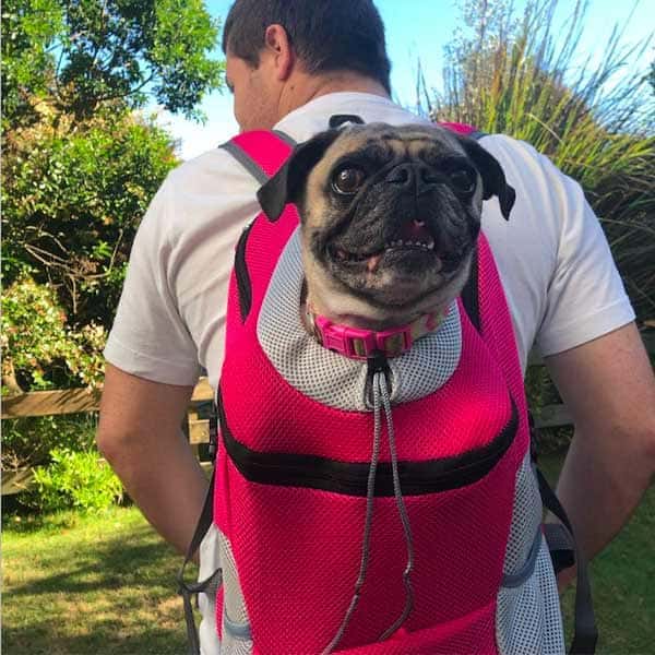 sac Ă dos chien PocketDog rose