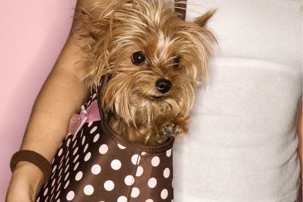 sac de transport pour chien durable