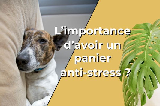L'importance d'avoir un panier anti-stress ?