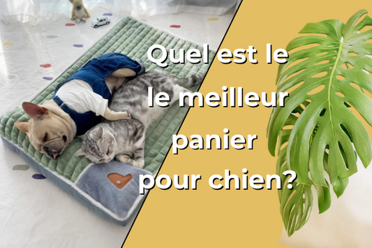 panier-pour-chien