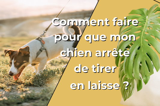 dressage-chien-pour-qu'il-ne-tire-plus-en-laisse