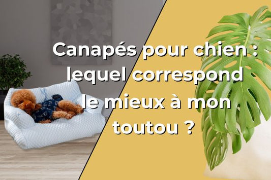 canapé-pour-chien