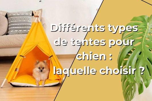 tente-pour-chien